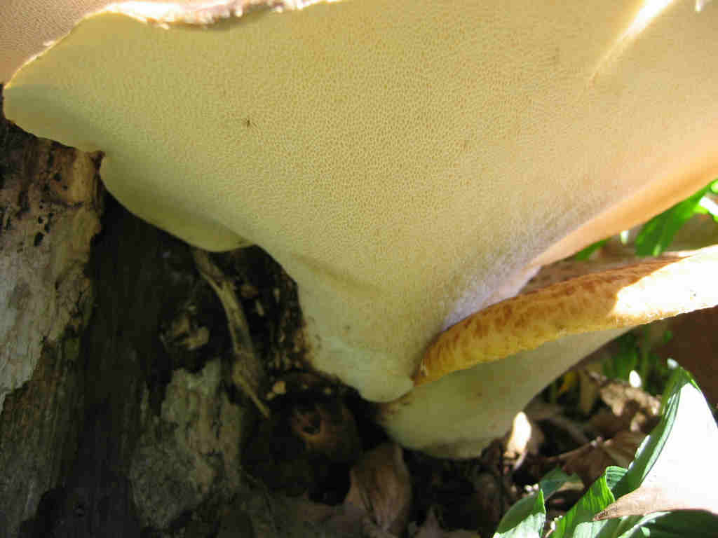 I Funghi primaverili: Polyporus squamosus